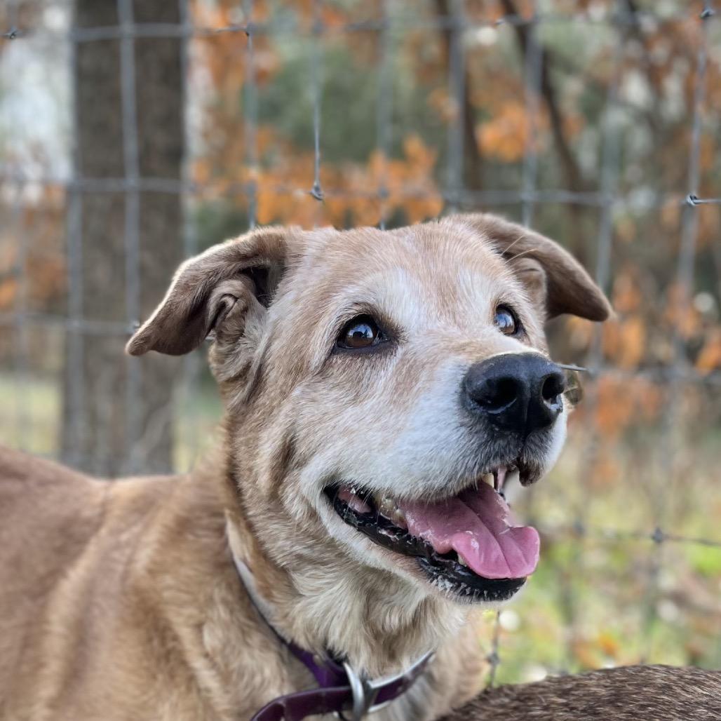 Enlarge Daisy, a Adoptable mixed breed in Clarksville, AR image 2/6