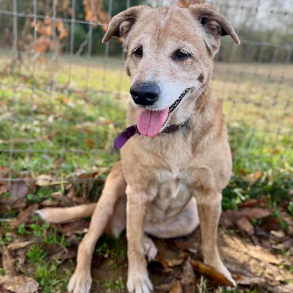 Enlarge Daisy, a Adoptable mixed breed in Clarksville, AR image 3/6