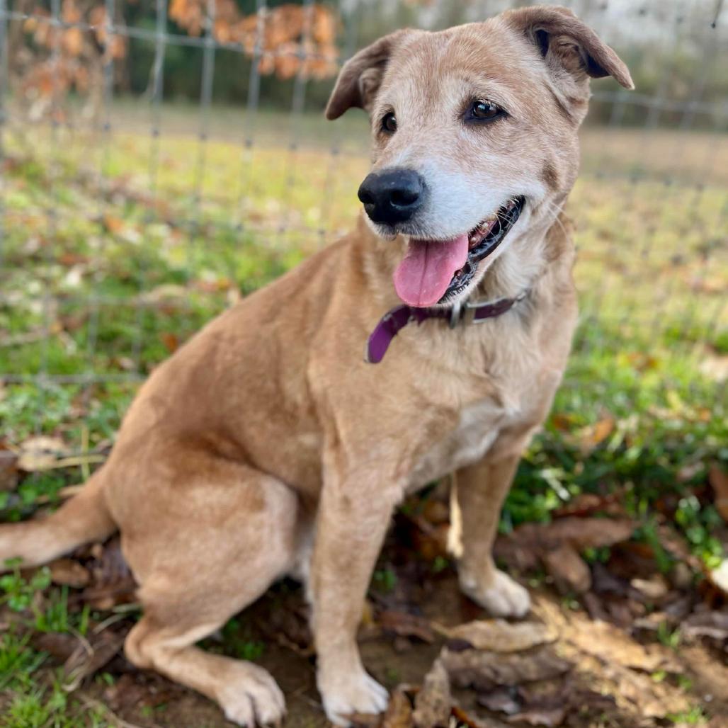 Enlarge Daisy, a Adoptable mixed breed in Clarksville, AR image 4/6