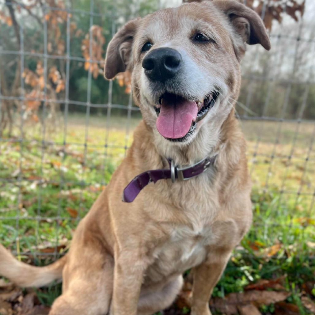 Enlarge Daisy, a Adoptable mixed breed in Clarksville, AR image 5/6