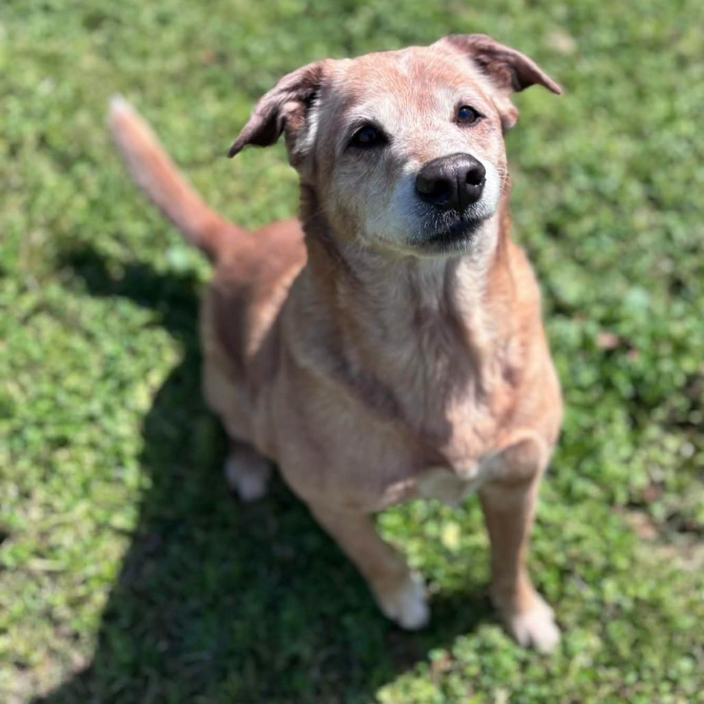 Enlarge Daisy, a Adoptable mixed breed in Clarksville, AR image 5/6