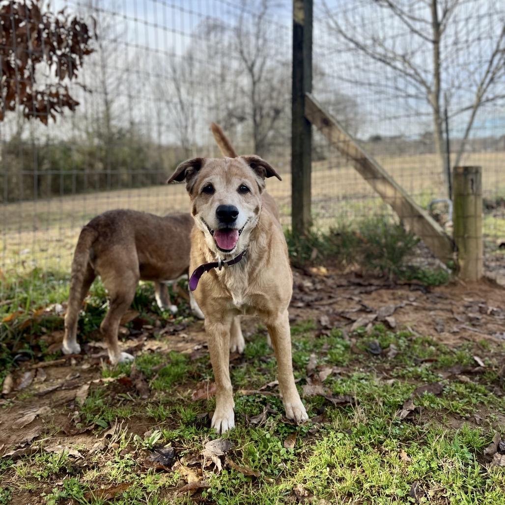 Enlarge Daisy, a Adoptable mixed breed in Clarksville, AR image 6/6