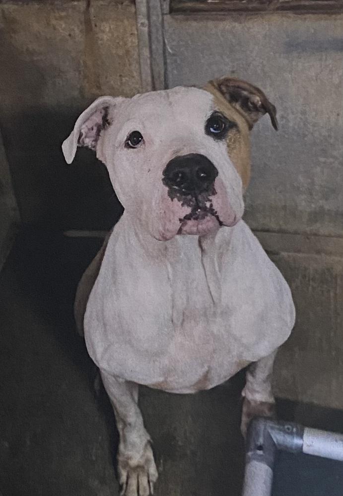 Heist, Adoptable, Adult Male American Bulldog.