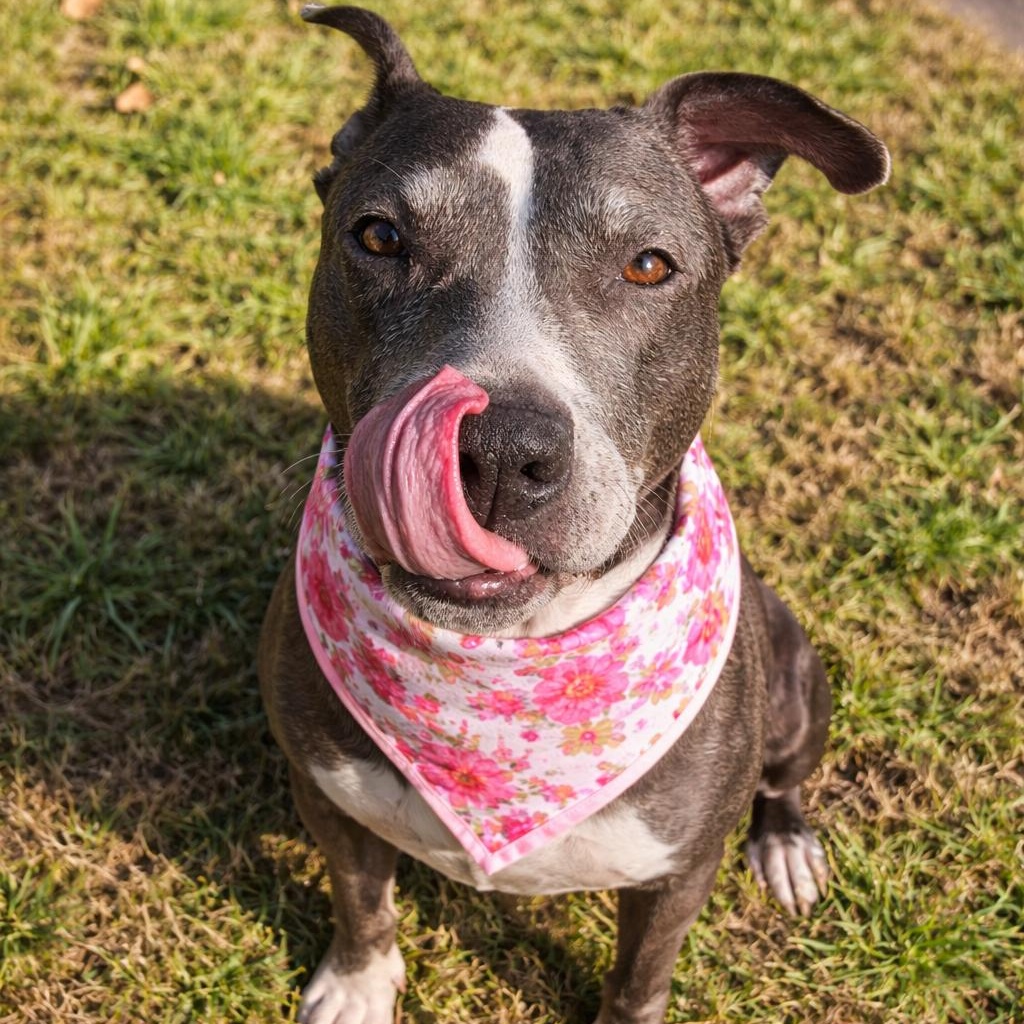 GLADYS (Loving, Good with People Including Kids, Other Dogs, Affectionate)