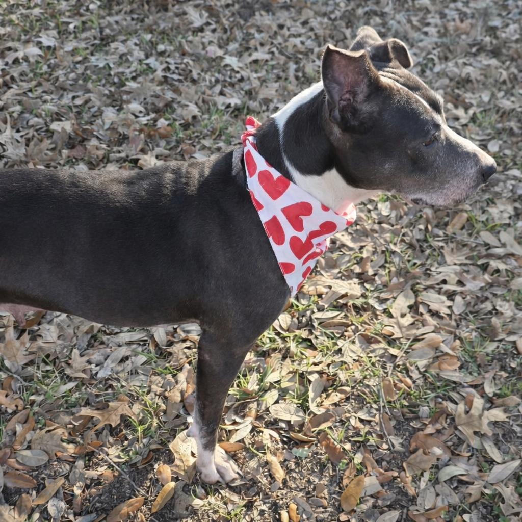 GLADYS (Loving, Good with People Including Kids, Other Dogs, Affectionate) — thumbnail 3