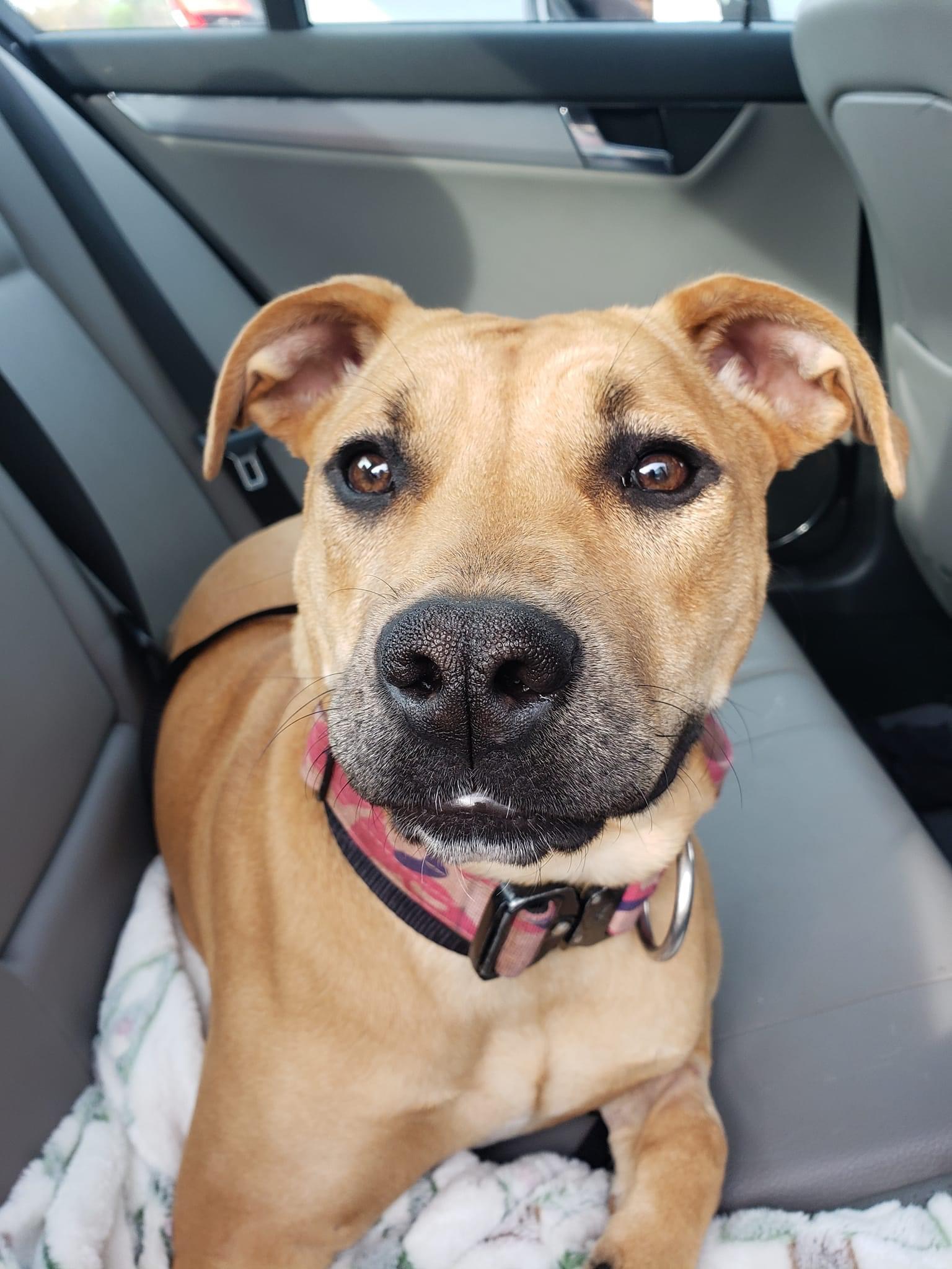 Kennedy, a Adoptable mixed breed in Morganton, NC image 1/2