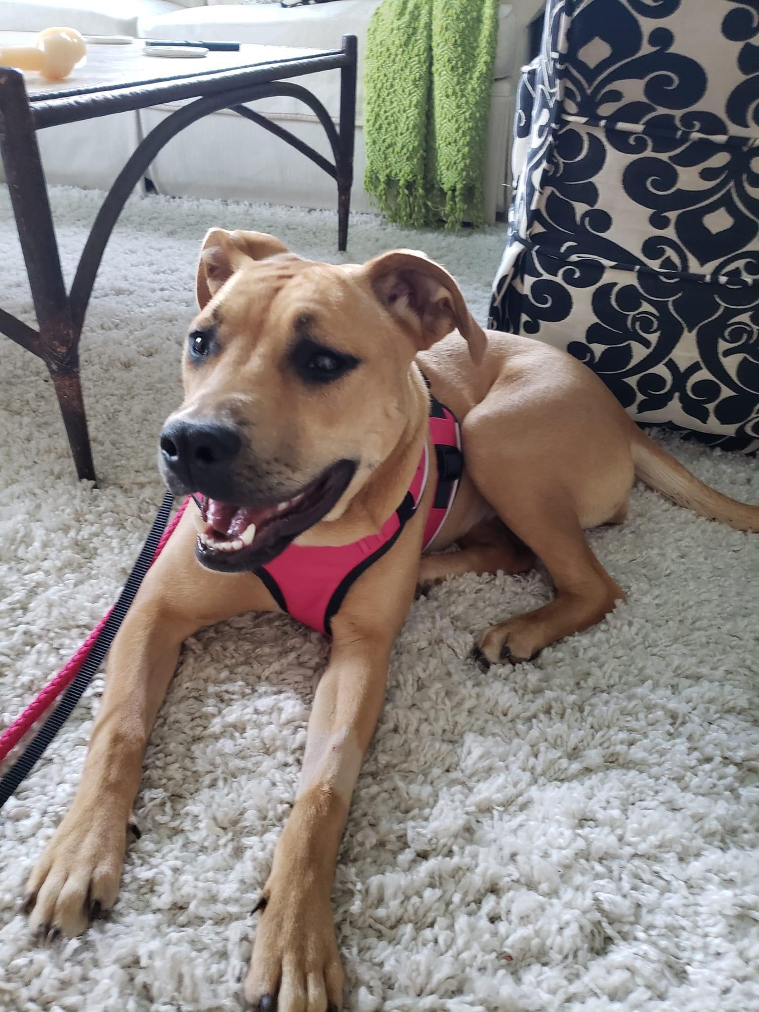 Kennedy, a Adoptable mixed breed in Morganton, NC image 2/2