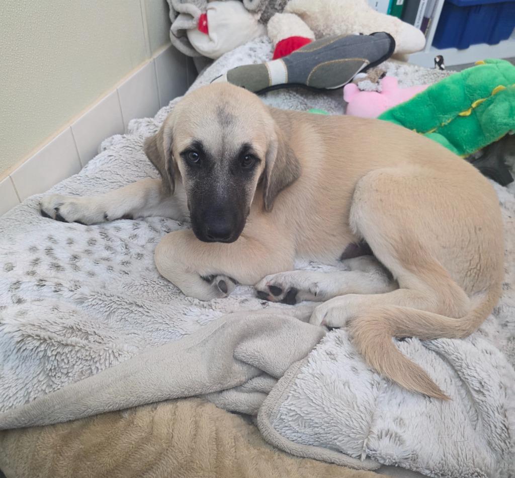 Gracie, Adoptable, Puppy Female Anatolian Shepherd & Mixed Breed.