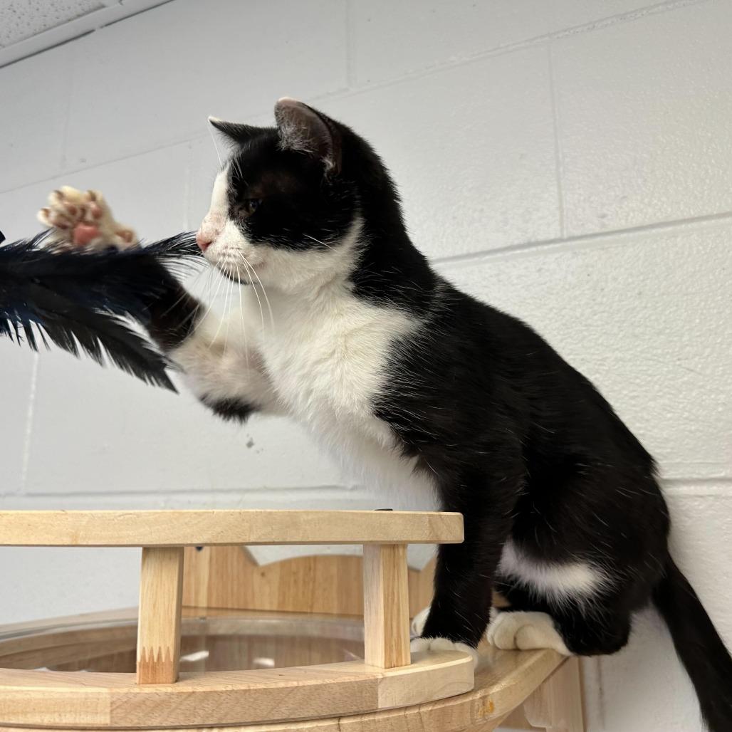 Keebler, Adoptable, Adult Male Domestic Short Hair.