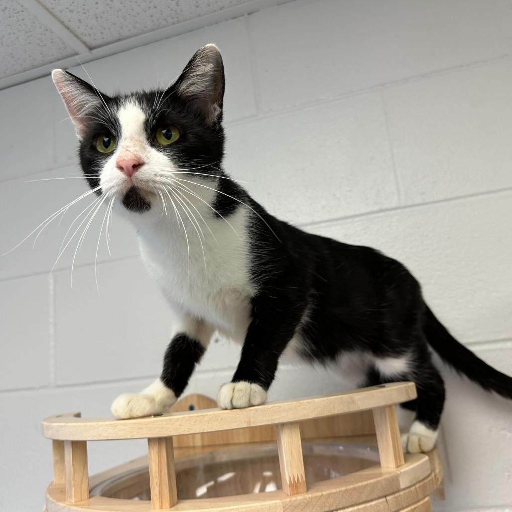 Enlarge Keebler, a Adoptable Domestic Short Hair in Dayton, OH image 2/6