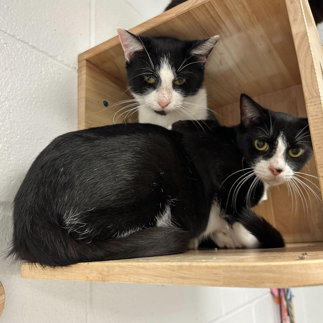 Enlarge Keebler, a Adoptable Domestic Short Hair in Dayton, OH image 3/6