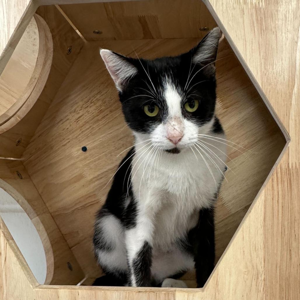 Enlarge Keebler, a Adoptable Domestic Short Hair in Dayton, OH image 4/6