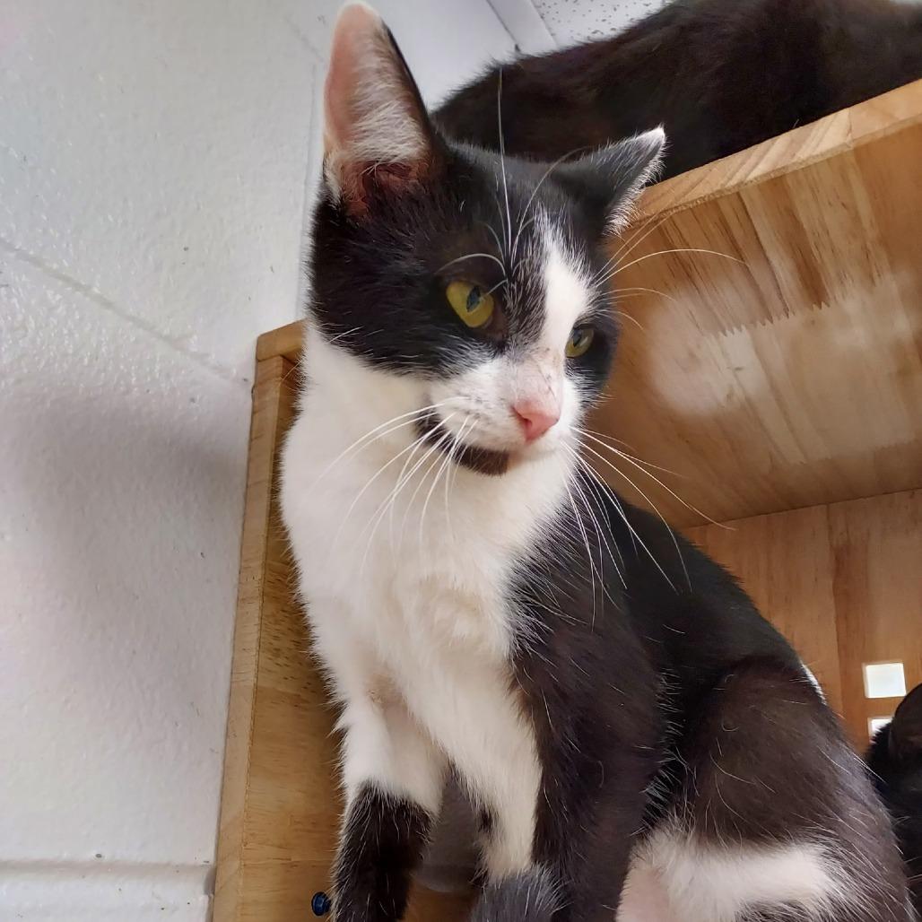 Enlarge Keebler, a Adoptable Domestic Short Hair in Dayton, OH image 5/6