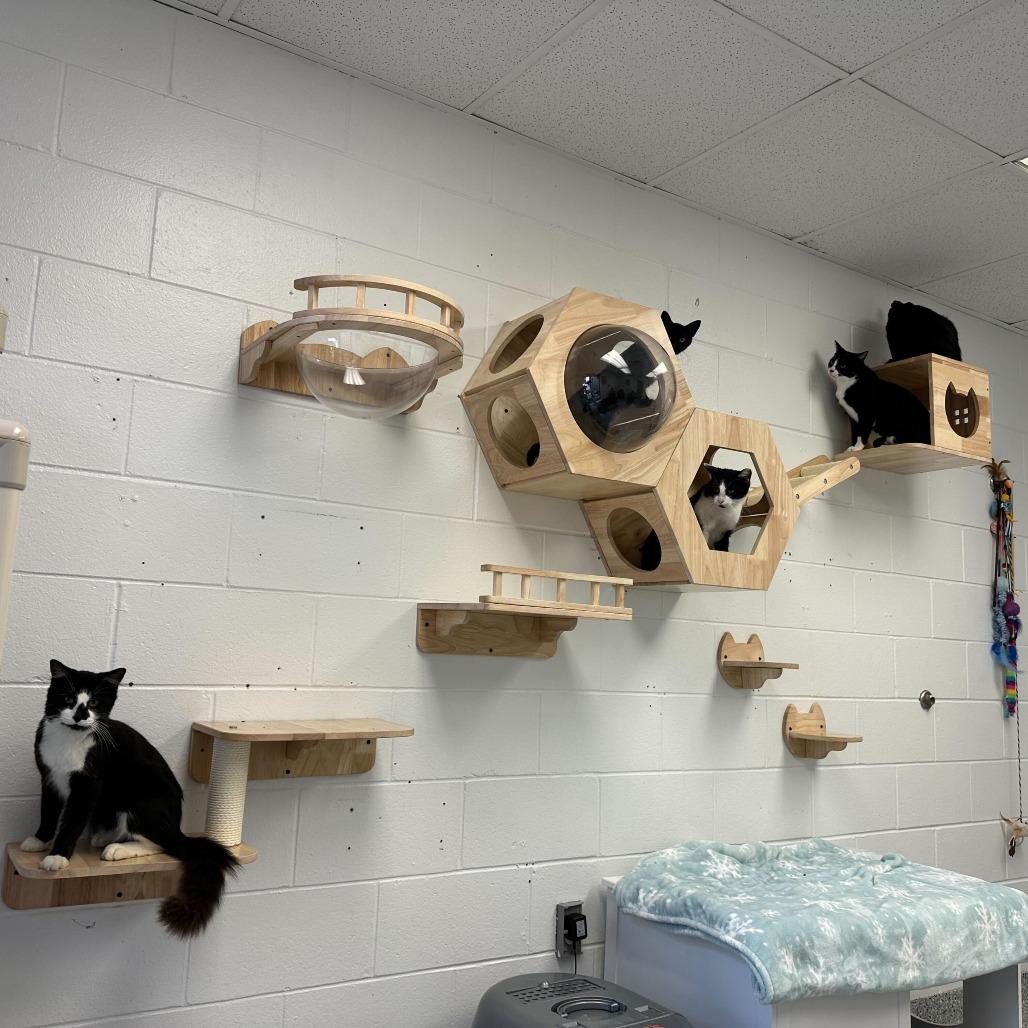 Enlarge Keebler, a Adoptable Domestic Short Hair in Dayton, OH image 6/6