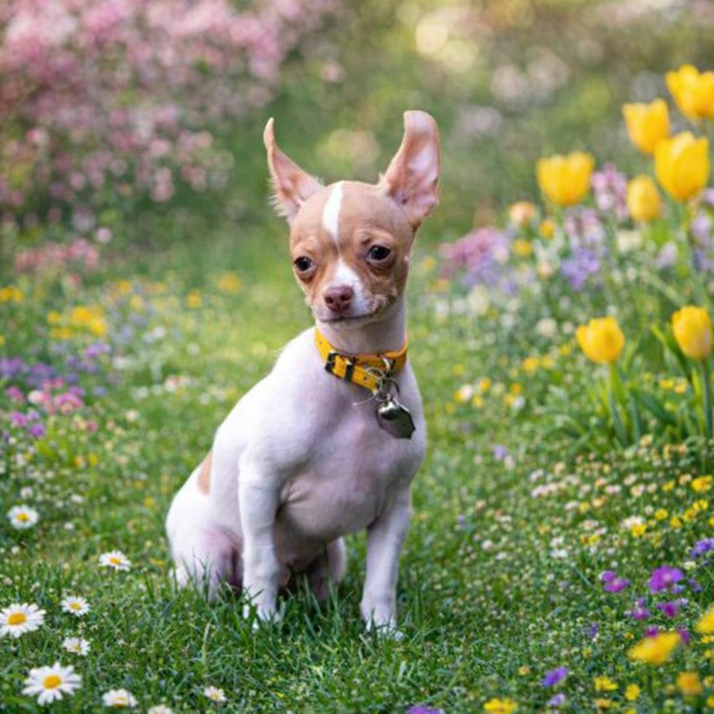 Mimsy, an adopted Chihuahua in Salt Lake City, UT image 1/4