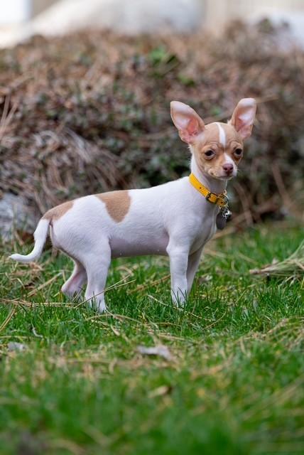 Mimsy, an adopted Chihuahua in Salt Lake City, UT image 3/4