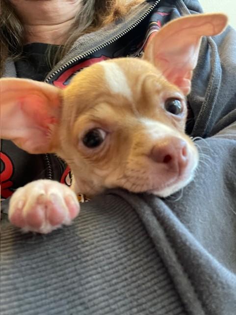 Mimsy, an adopted Chihuahua in Salt Lake City, UT image 2/4