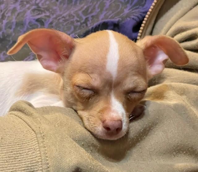 Mimsy, an adopted Chihuahua in Salt Lake City, UT image 4/4