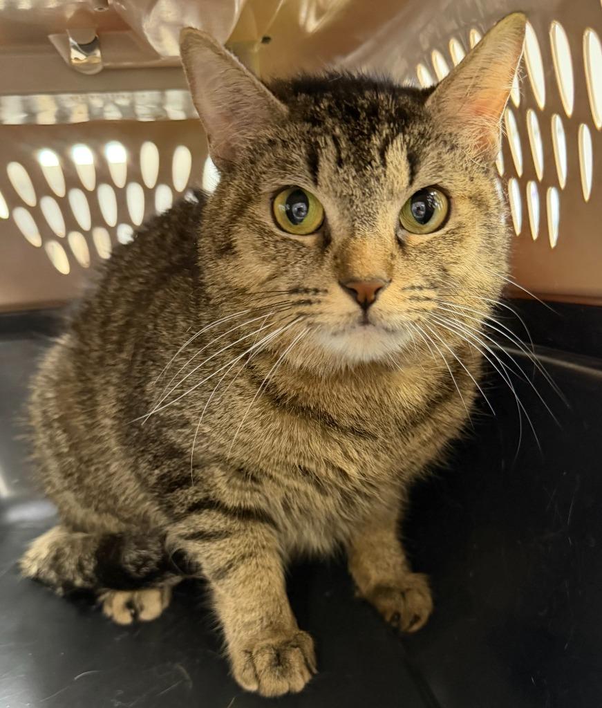 Gala, Adoptable, Adult Female Domestic Short Hair.