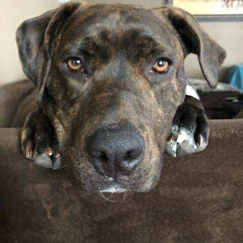 Yara, an adoptable American Staffordshire Terrier, Labrador Retriever in Edmonton, AB, T5Y 3N6 | Photo Image 2
