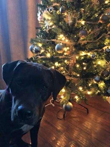 Yara, an adoptable American Staffordshire Terrier, Labrador Retriever in Edmonton, AB, T5Y 3N6 | Photo Image 6