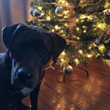 Yara, a Adoptable mixed breed in Edmonton, AB image 3/6