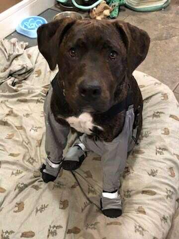 Yara, an adoptable American Staffordshire Terrier, Labrador Retriever in Edmonton, AB, T5Y 3N6 | Photo Image 4