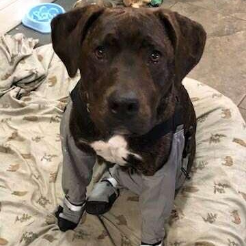 Yara, a Adoptable mixed breed in Edmonton, AB image 4/6