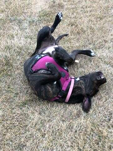 Yara, an adoptable American Staffordshire Terrier, Labrador Retriever in Edmonton, AB, T5Y 3N6 | Photo Image 5