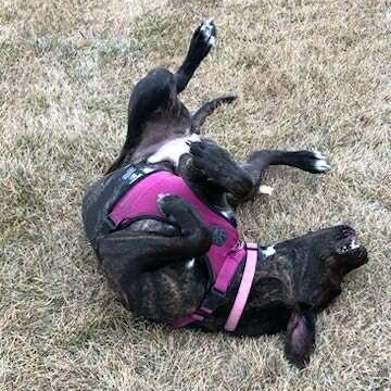 Yara, an adoptable American Staffordshire Terrier, Labrador Retriever in Edmonton, AB, T5Y 3N6 | Photo Image 5
