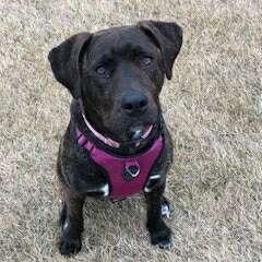 Yara, Adoptable, Adult Female American Staffordshire Terrier & Labrador Retriever.