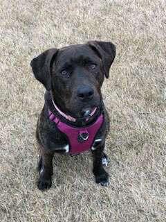 Yara, an adoptable American Staffordshire Terrier, Labrador Retriever in Edmonton, AB, T5Y 3N6 | Photo Image 3