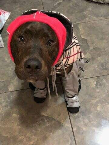 Yara, an adoptable American Staffordshire Terrier, Labrador Retriever in Edmonton, AB, T5Y 3N6 | Photo Image 2