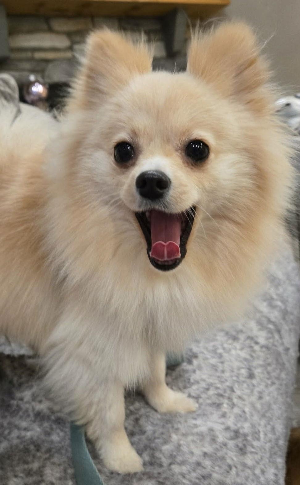 Hannah Marie, Adopted, Young Female Pomeranian.