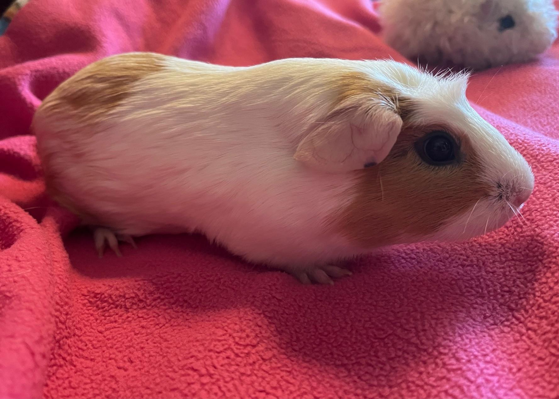 Enlarge Snow, an adopted Guinea Pig in Austin, TX image 5/5