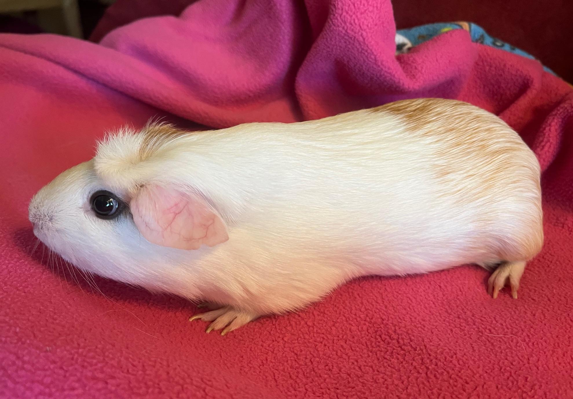 Snow, adoptable, Adult Female Guinea Pig.