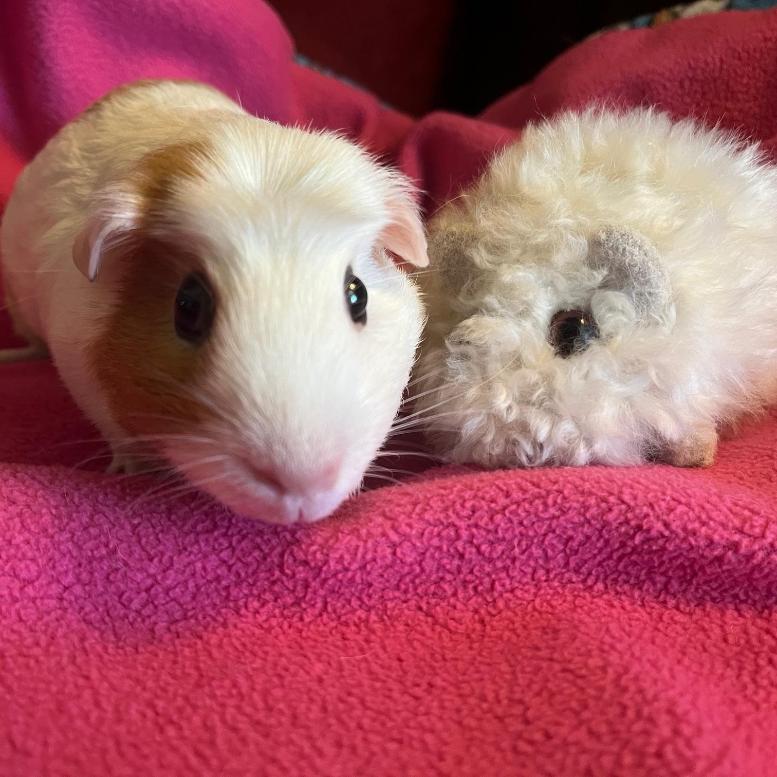 Enlarge Snow, an adopted Guinea Pig in Austin, TX image 2/5