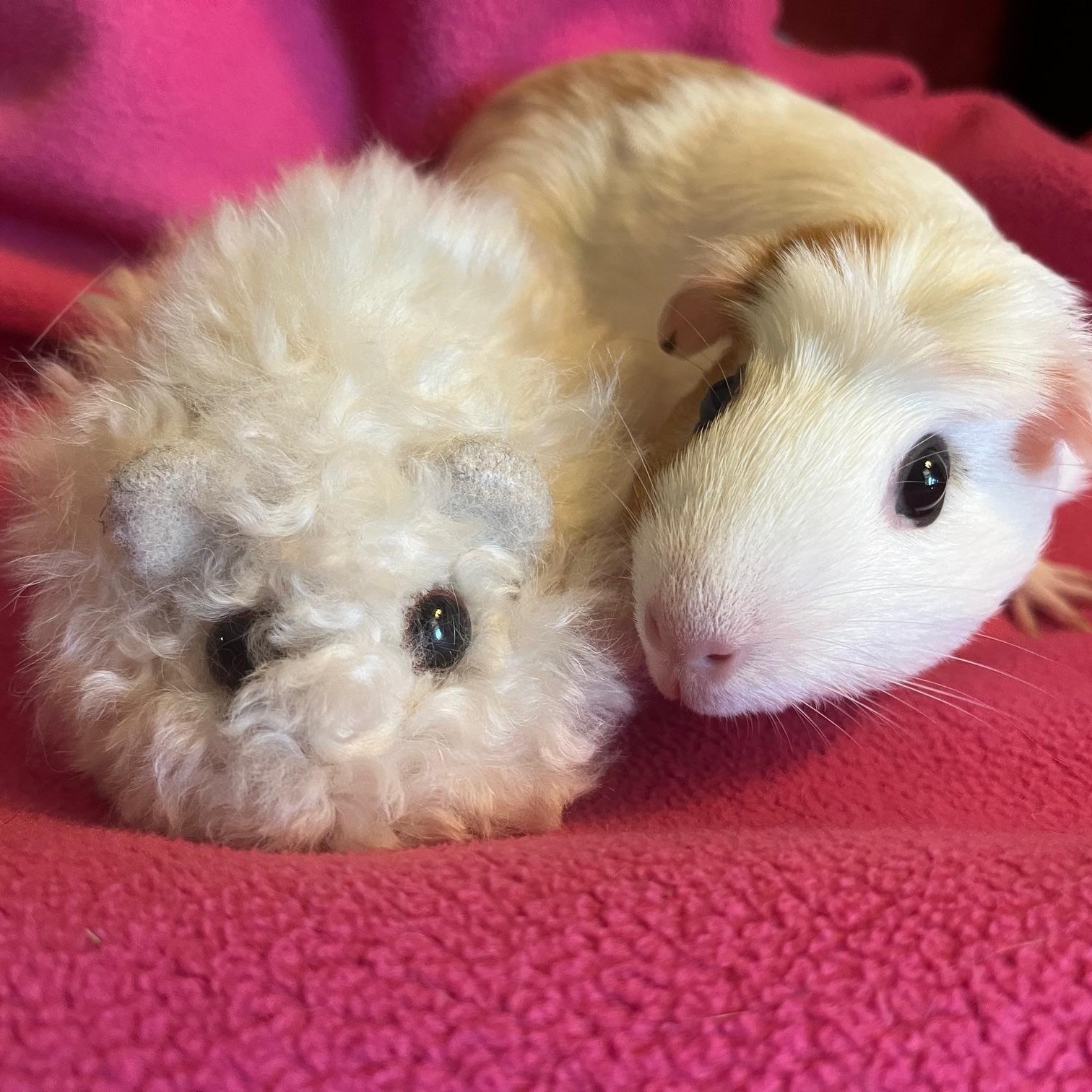 Enlarge Snow, an adopted Guinea Pig in Austin, TX image 3/5