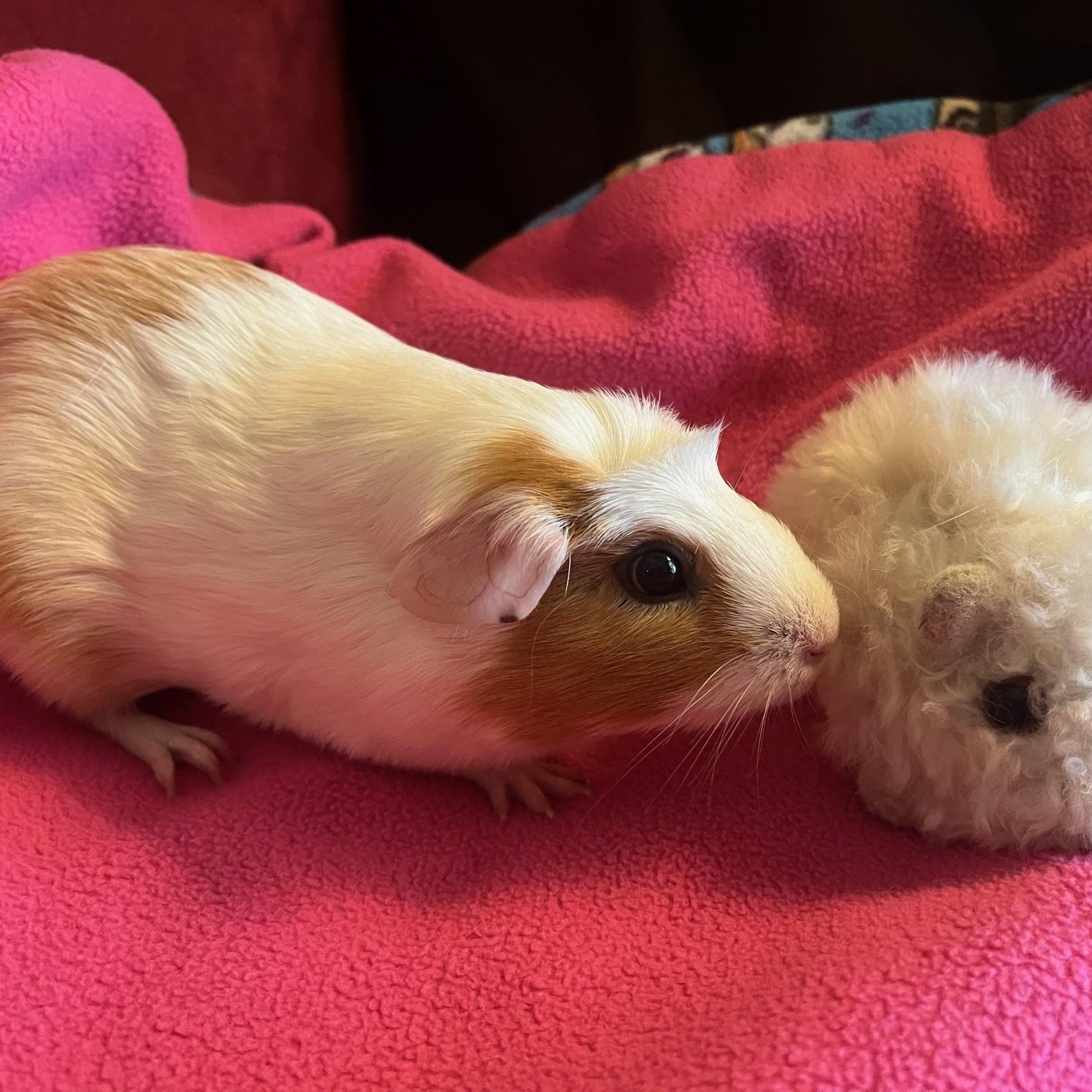 Enlarge Snow, an adopted Guinea Pig in Austin, TX image 4/5
