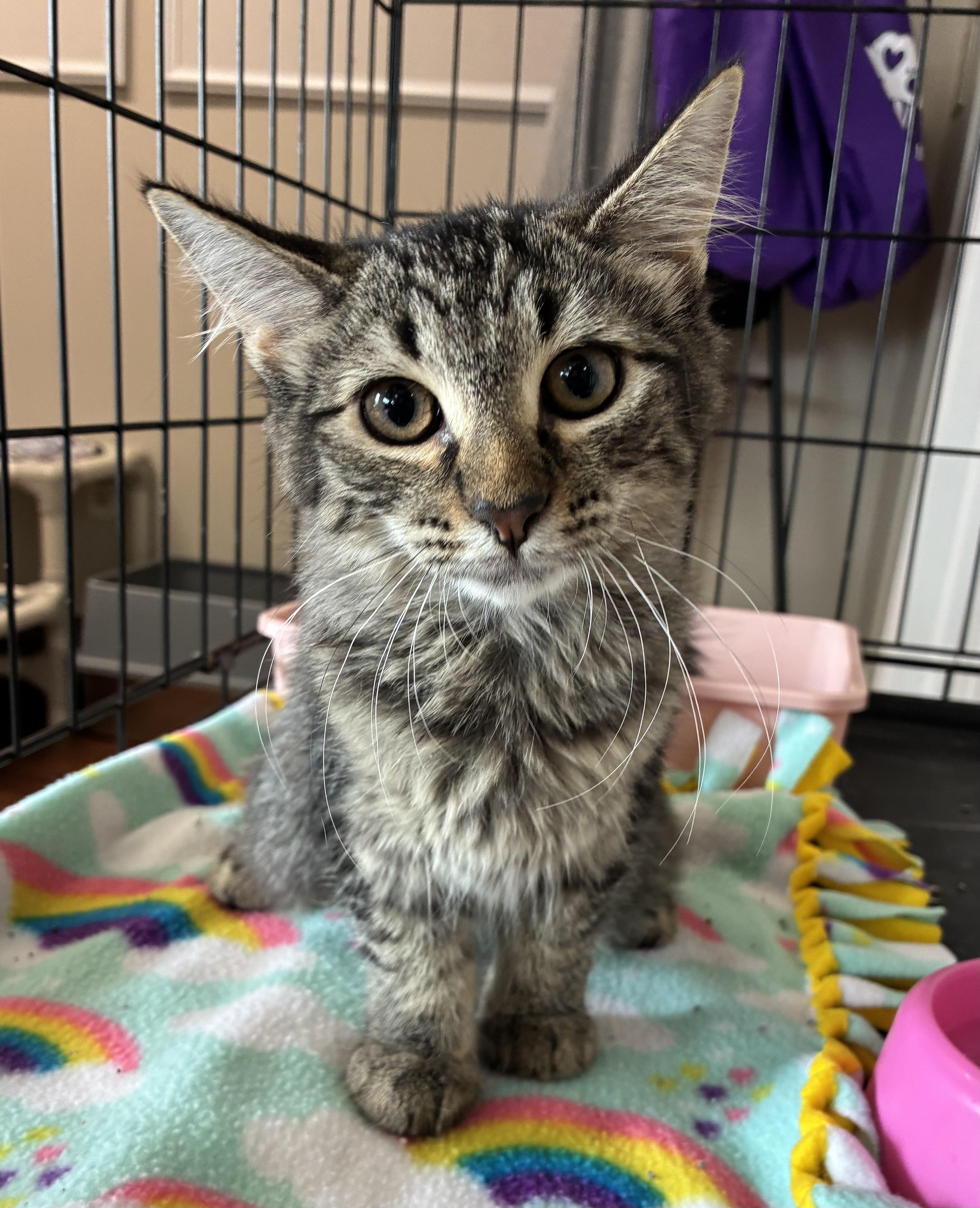 Enlarge Violet, a ADOPTABLE Domestic Short Hair in Breinigsville, PA image 2/3