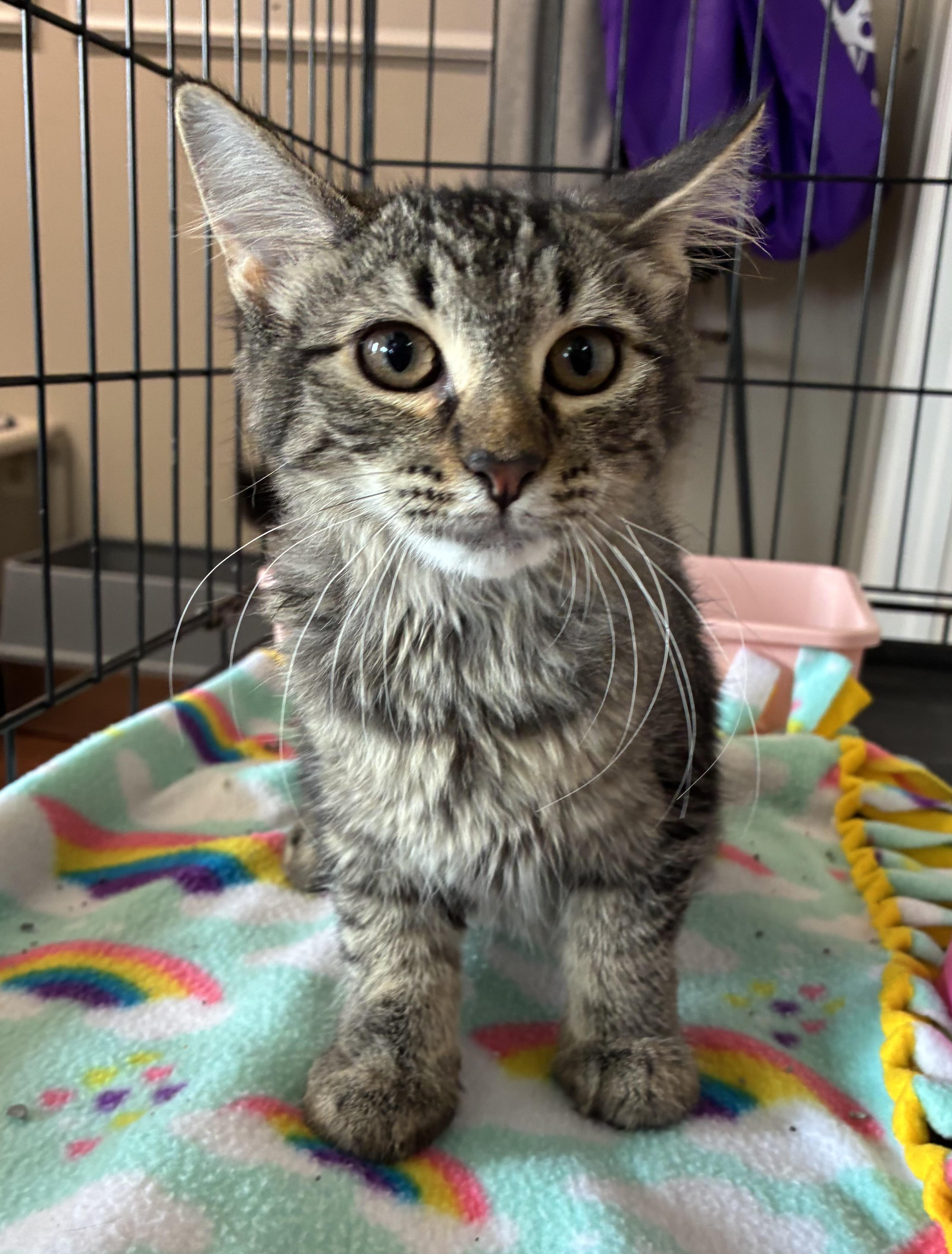 Enlarge Violet, a ADOPTABLE Domestic Short Hair in Breinigsville, PA image 1/3