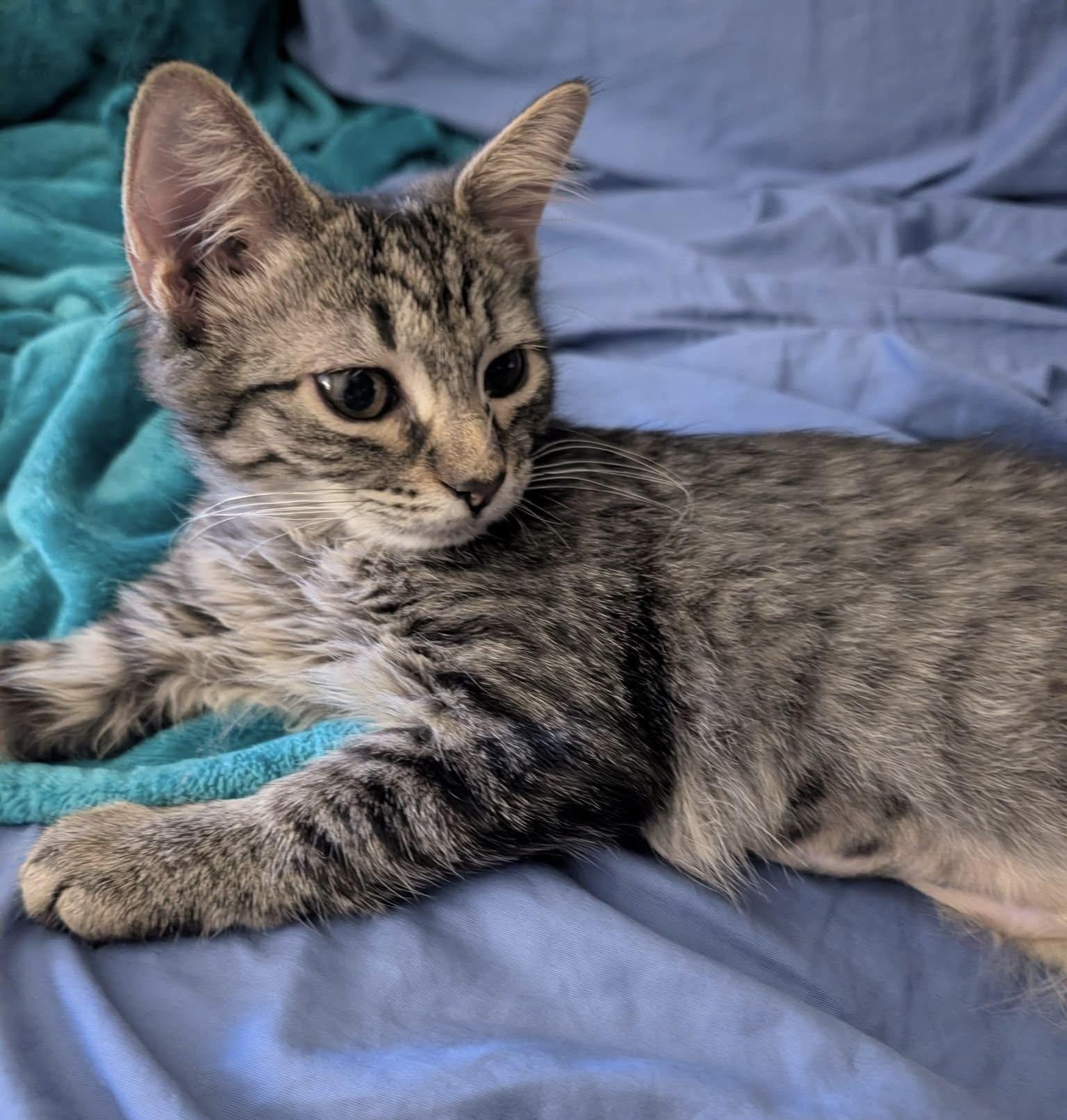 Enlarge Violet, a ADOPTABLE Domestic Short Hair in Breinigsville, PA image 1/1