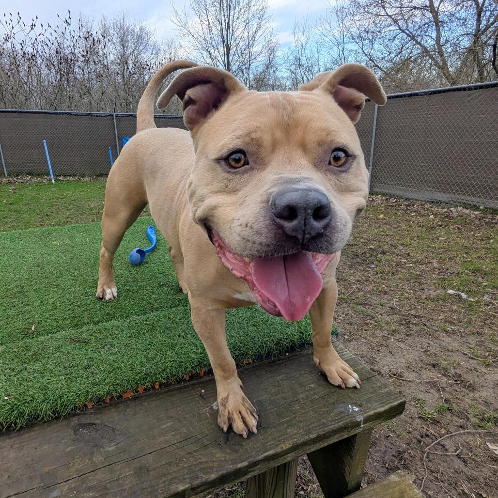 Mayor McCheese, Adoptable, Adult Male Mixed Breed.