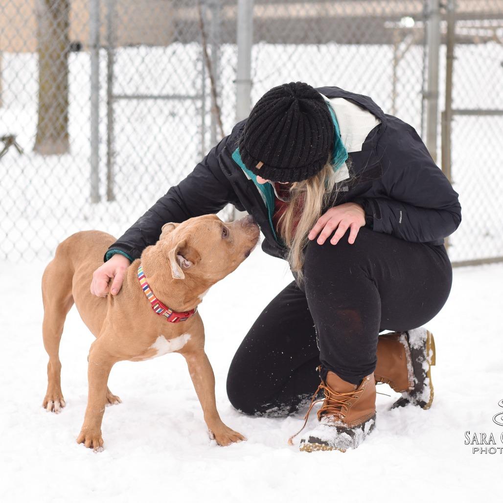 Mayor McCheese, a Adoptable Mixed Breed in Grand Rapids, MI image 2/6
