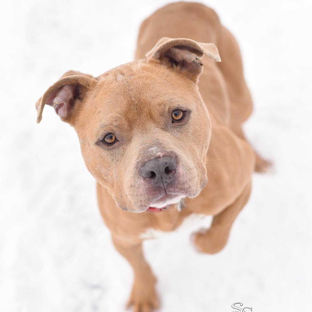 Mayor McCheese, a Adoptable Mixed Breed in Grand Rapids, MI image 4/6