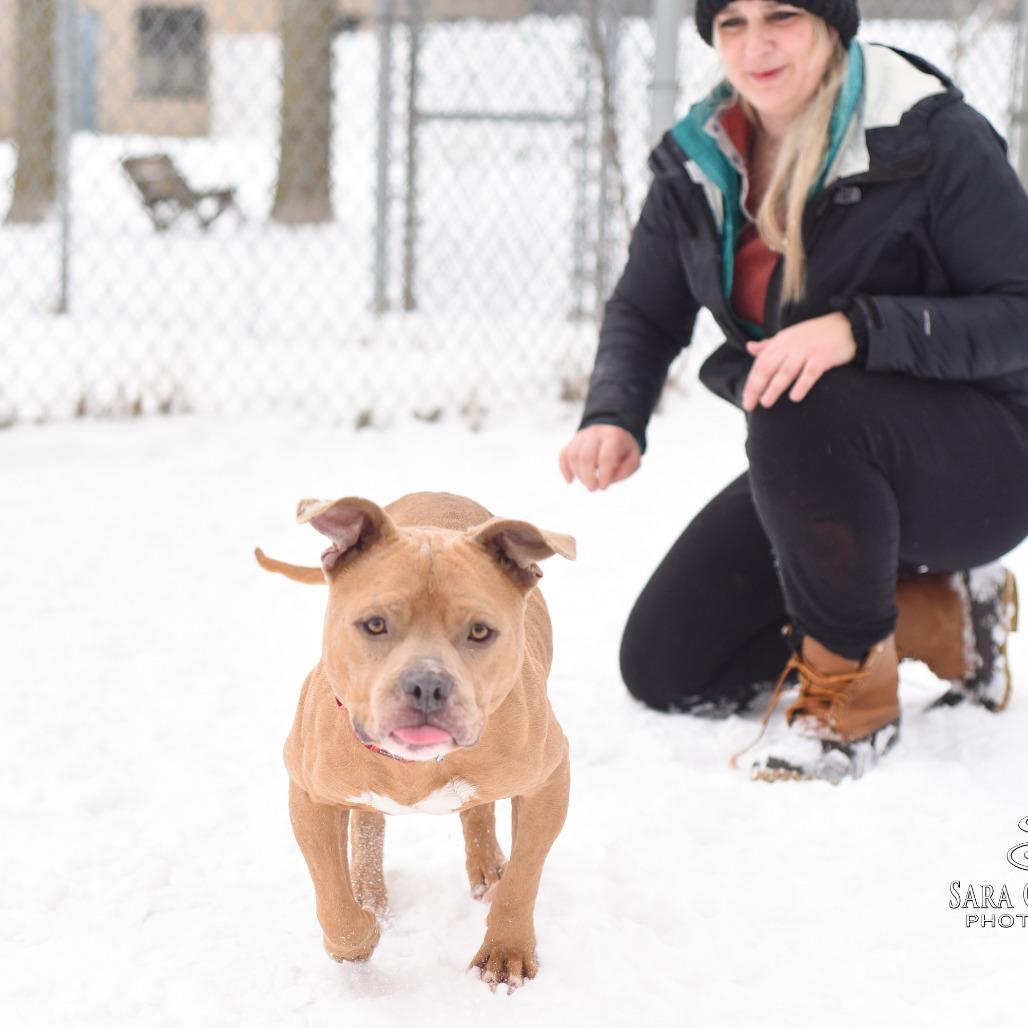 Mayor McCheese, a Adoptable Mixed Breed in Grand Rapids, MI image 5/6