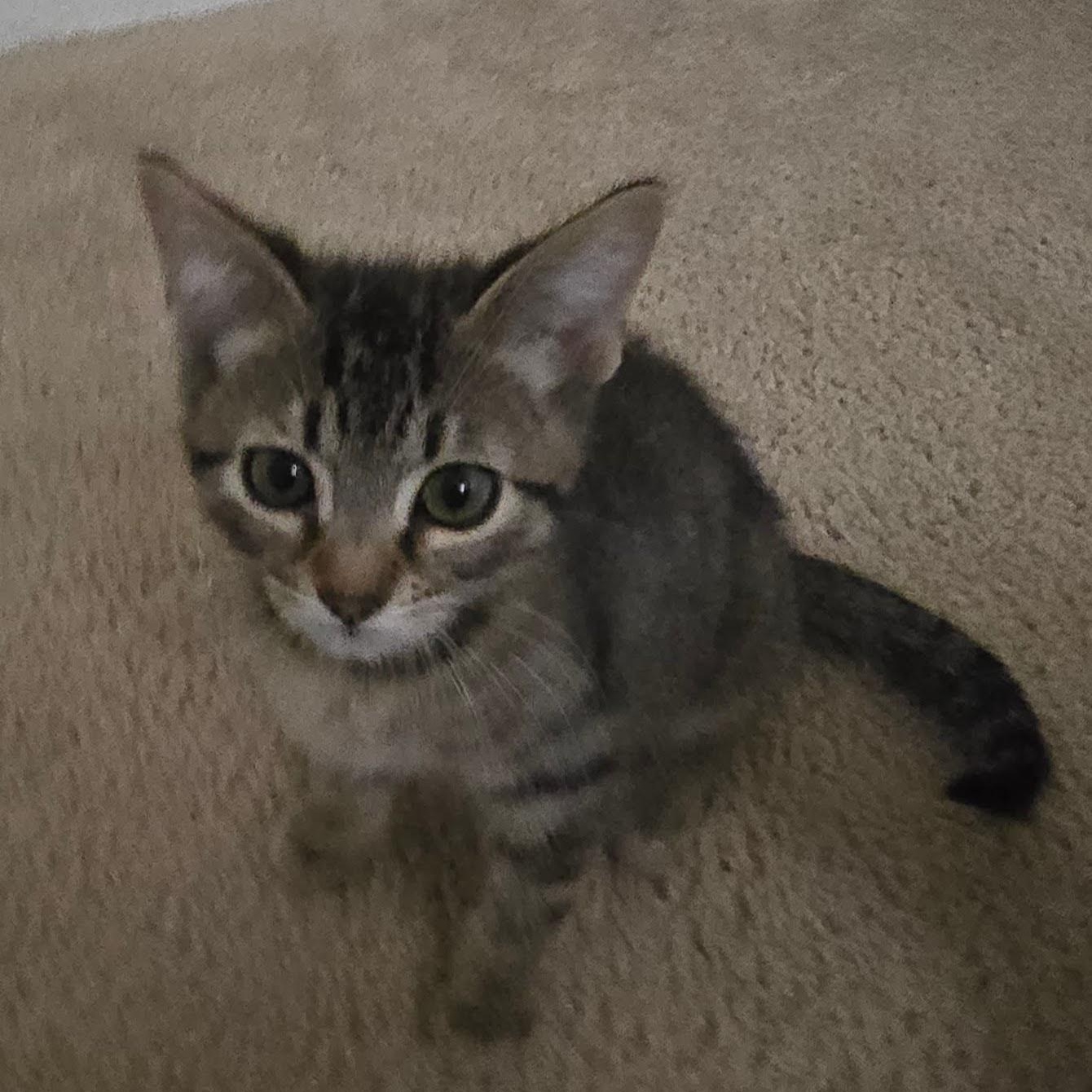 Kepi, Young Male unknown