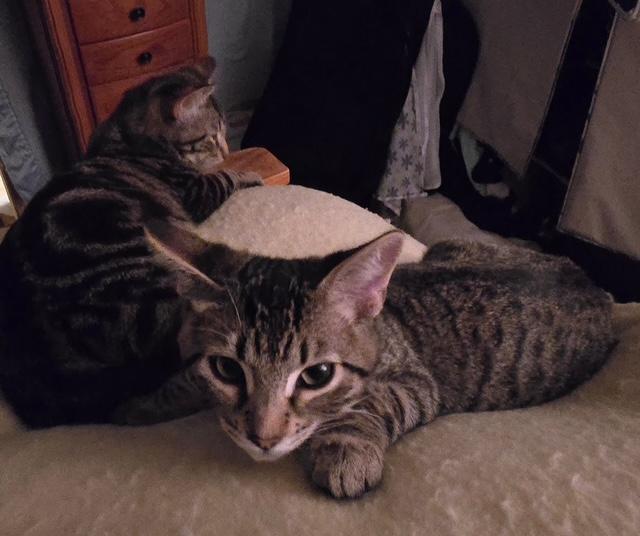 Kepi, a Adoptable Tabby in Tustin, CA image 5/5