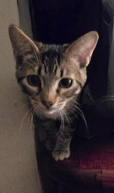 Kepi, a Adoptable Tabby in Tustin, CA image 2/5