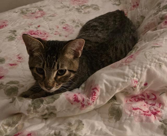 Kepi, a Adoptable Tabby in Tustin, CA image 3/5